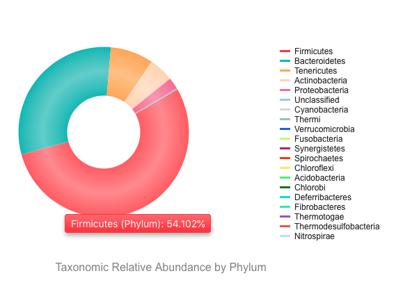 phylum firmicutes bacteroidetes